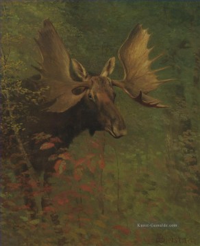 Tiere von unterschiedlichen Sorten Werke - STUDIE EINES MOOSE Amerikaner syDen Albert Bierstadt Tier